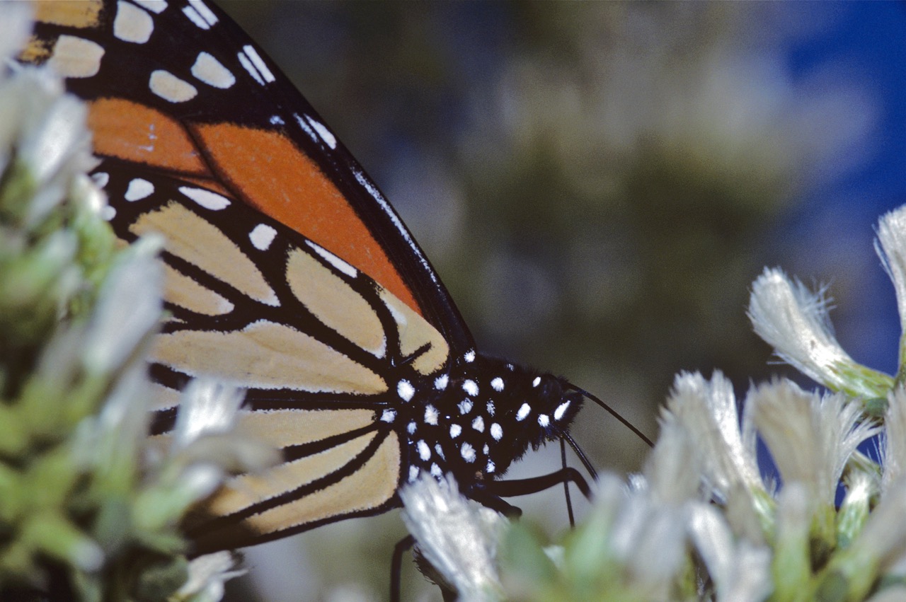monarch butterfly on coyote brush (Baccharis species) by Brad Seek, with permission